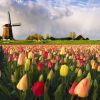 Land of Tulips
